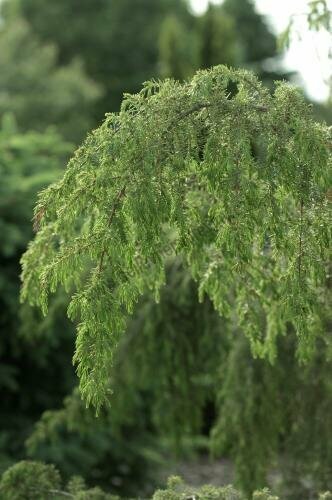 Borievka Juniperus